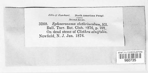 Chondropodiella clethrincola image